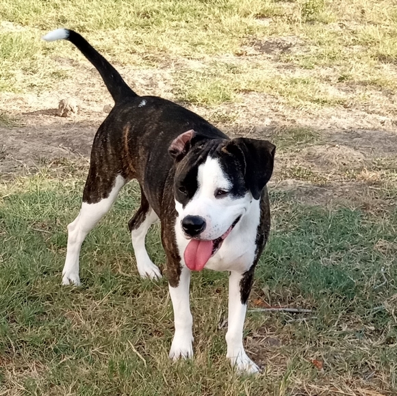 Meet your Posher, Elizabeth - Picture 4 of 4